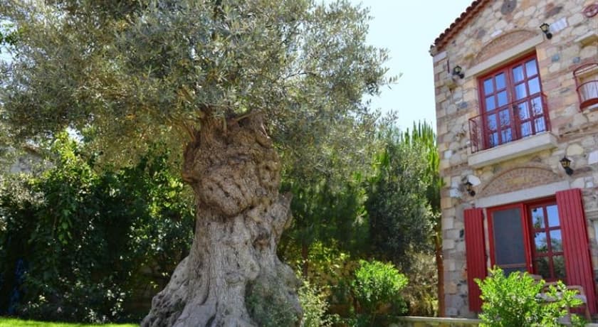 Zeytin Konak Otel-10